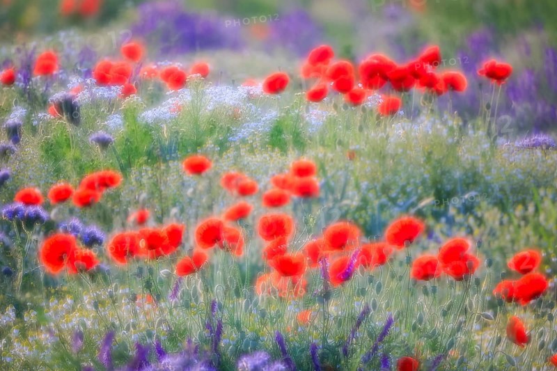 Poppy