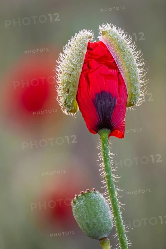 Gossip poppy
