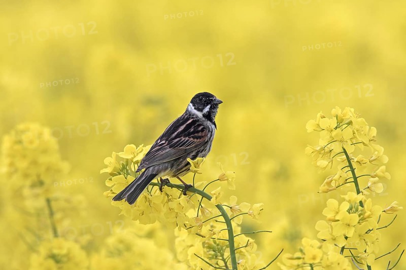 Common reed bunting