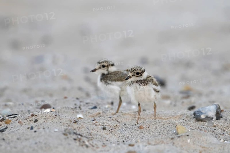 Two cute common ringed plover