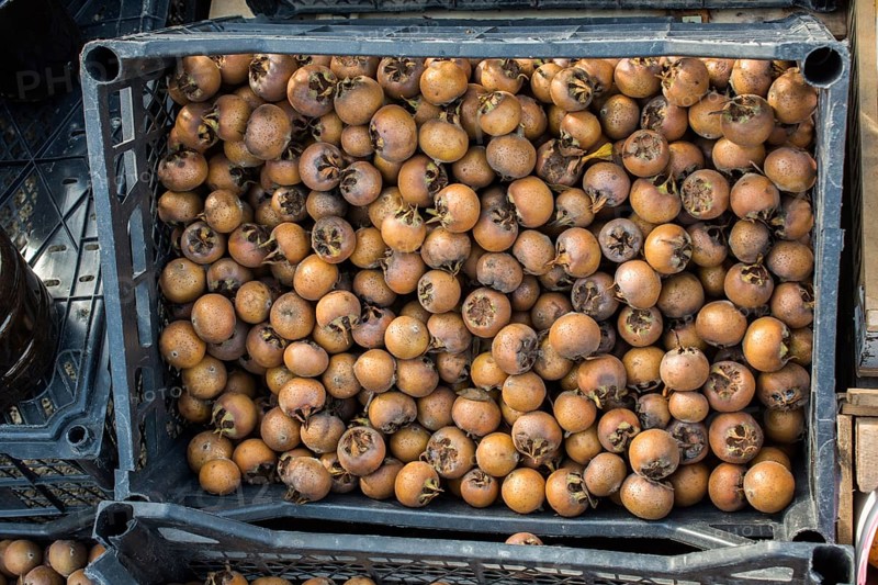 Freshly picked up ripe medlar