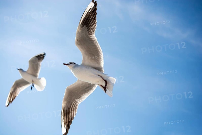 Pair of seagulls are flying in sky over the sea waters