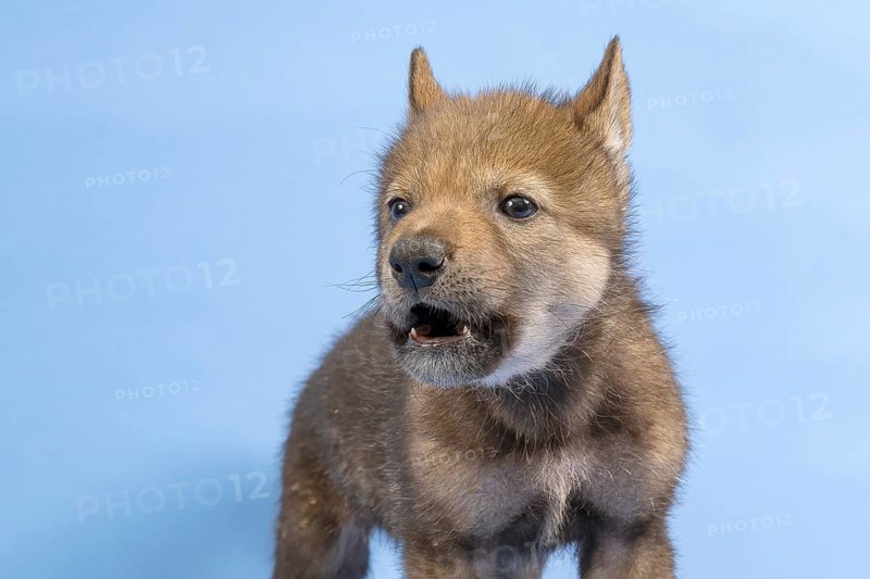 European gray wolf