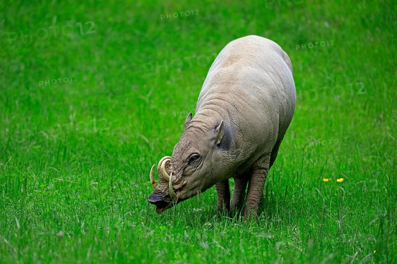 North sulawesi babirusa