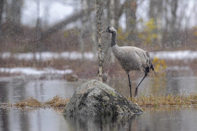 Crane