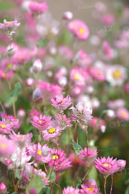 Rose Immortelle