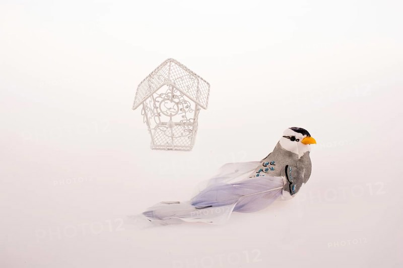 Bird near a red birdcage