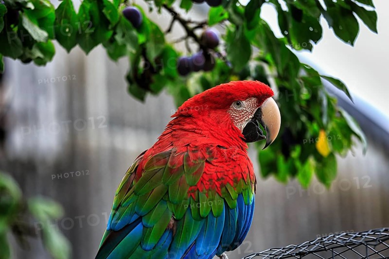 Red-and-green macaw
