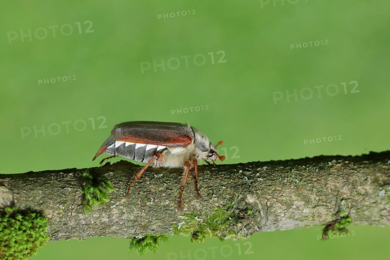 May beetle