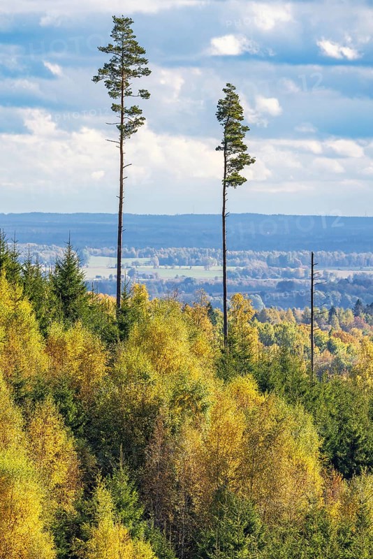 High angle view at a forest landscape with pine trees in autumn