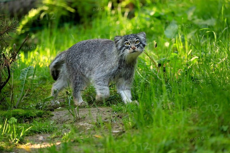 Manul