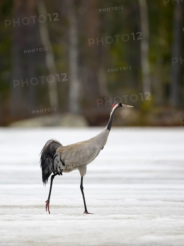 Crane