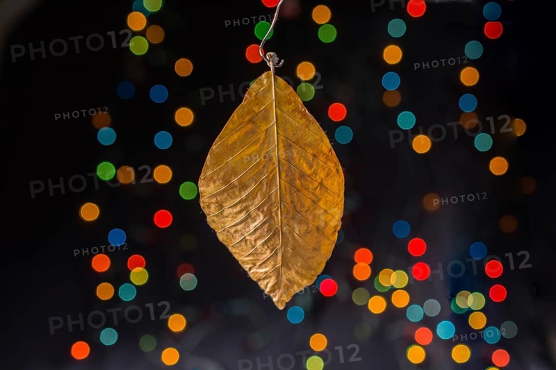 Dry leaf on a bokeh lighton a dark background