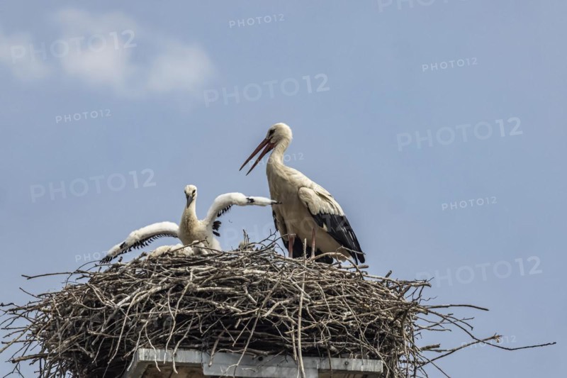 Breeding stork
