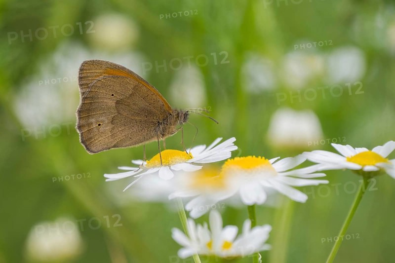 Meadow brown