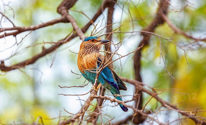 Indian Roller bird on a tree. Bandhavgarh national park