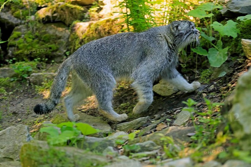 Manul