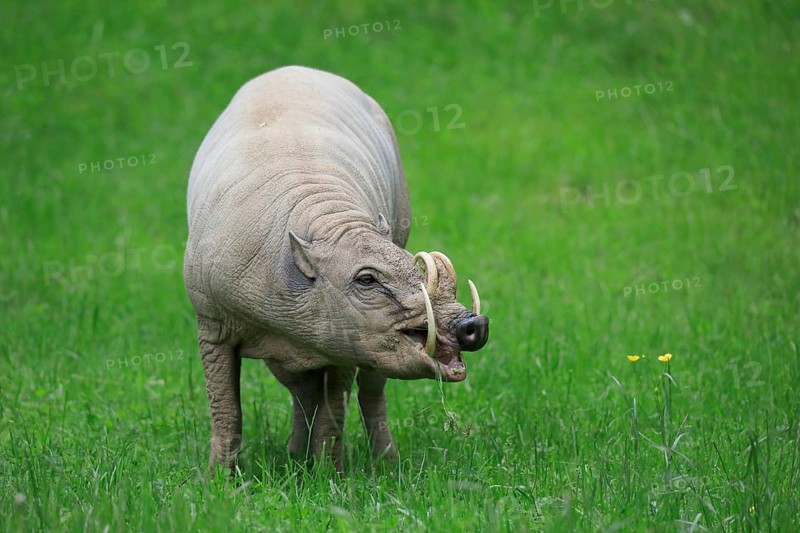 North sulawesi babirusa