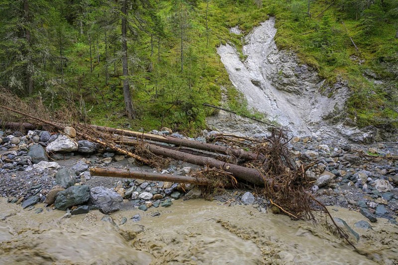 Uprooted trees after a flood