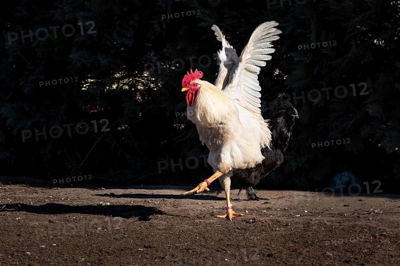 Ballet dancer. A white free range rooster with a short tail feathers in his enclosure