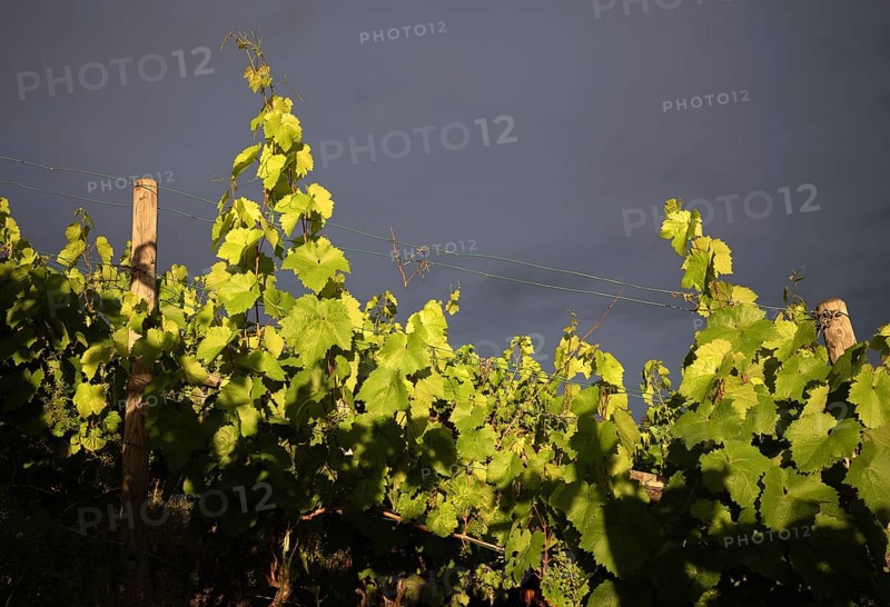 Vines