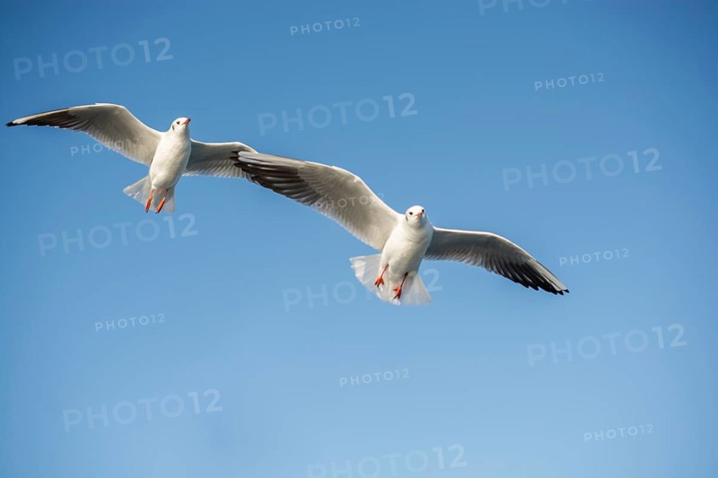 Pair of seagulls flying in the sky background