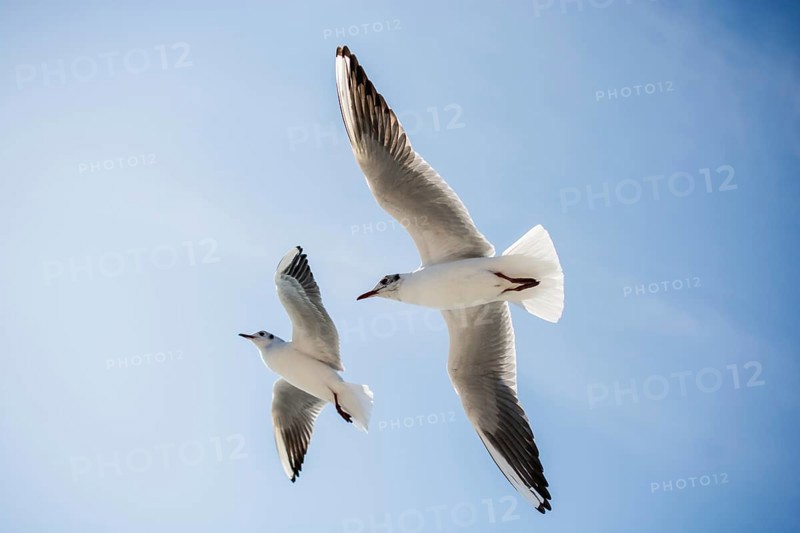 Pair of seagulls are flying in sky over the sea waters