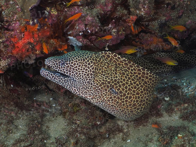 Laced moray