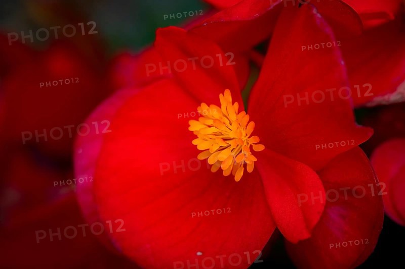 Ice begonia