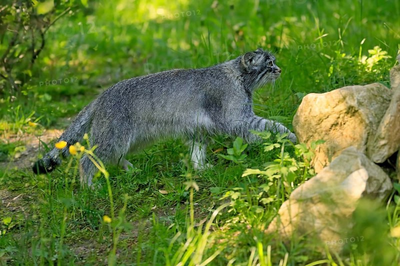Manul