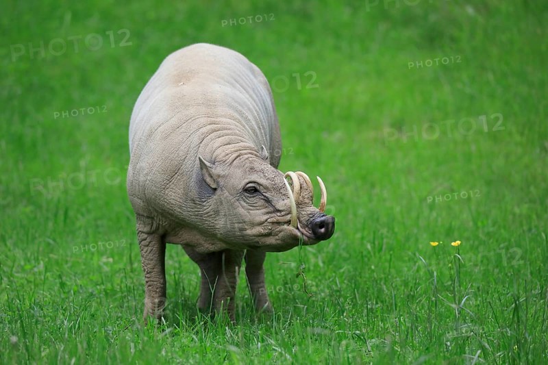 North sulawesi babirusa