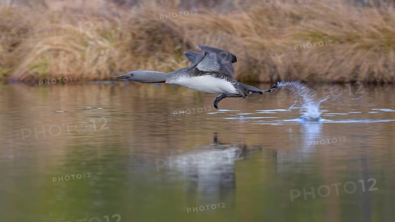 Red-throated diver
