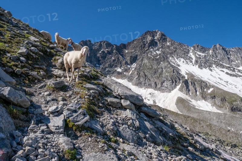 Curious sheep on the way to a high alpine crossing
