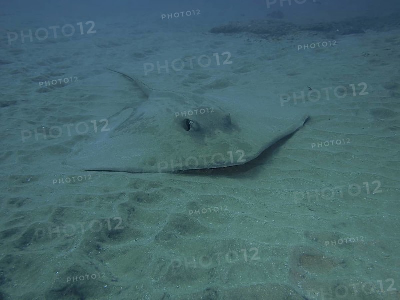 Dragon stingray