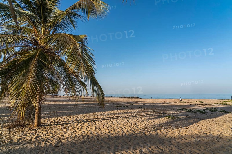 Coconut trees on the beach of Cape Point