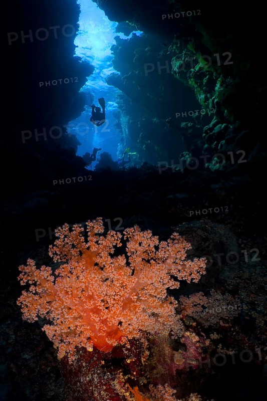 Hemprich's tree coral