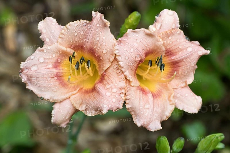 Daylily