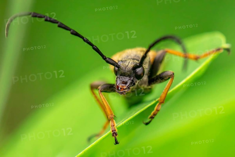 Red longhorn beetle