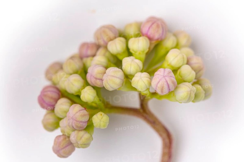 Mountain hydrangea