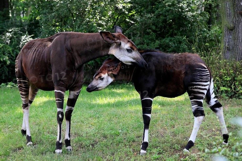 Okapi