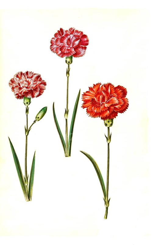 Clove pink