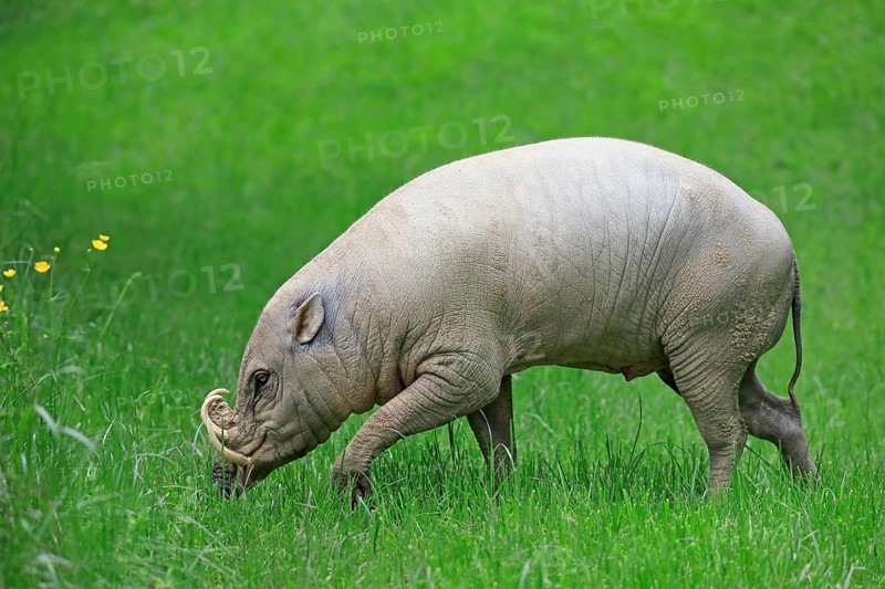 North sulawesi babirusa