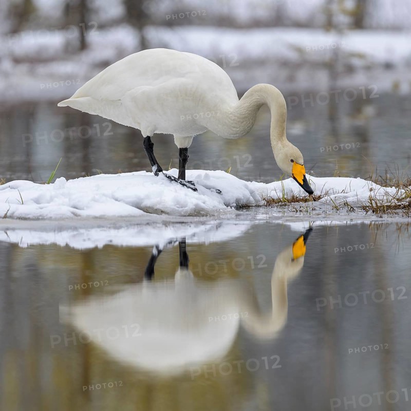 Whooper Swan