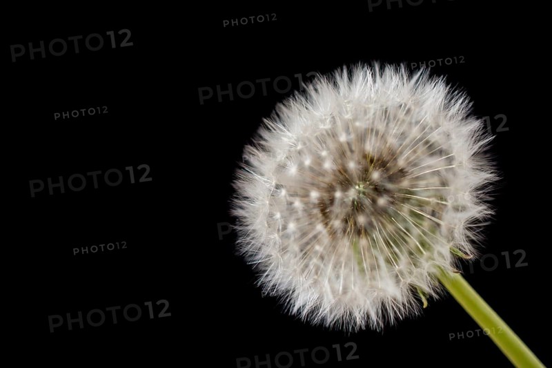 White Dandelion flower on black background