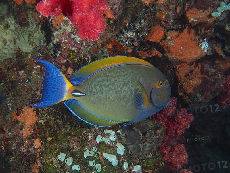 Eyestripe surgeonfish
