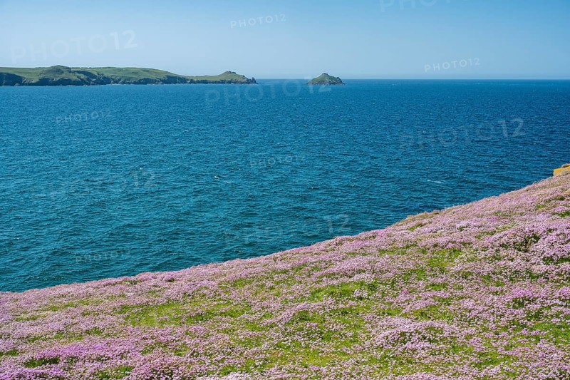 Sea thrift