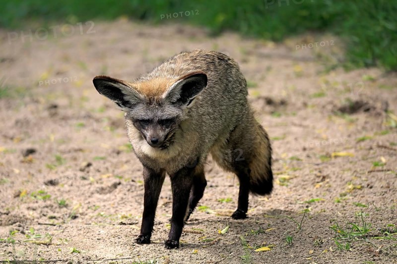 Bat-eared fox