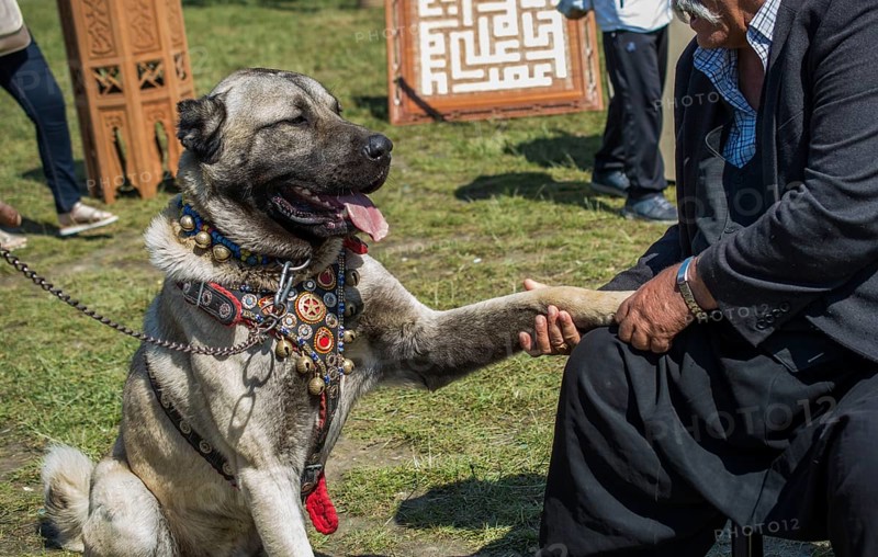 Turkish breed shepherd dog Kangal as livestock guarding dog