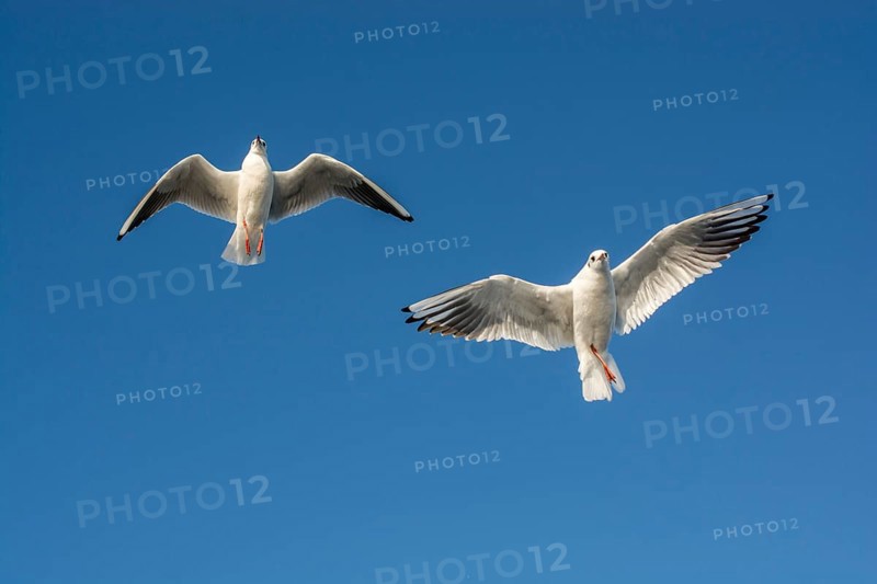 Pair of seagulls flying in the sky background