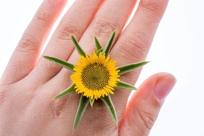 Hand holding yellow sunflower on a white background